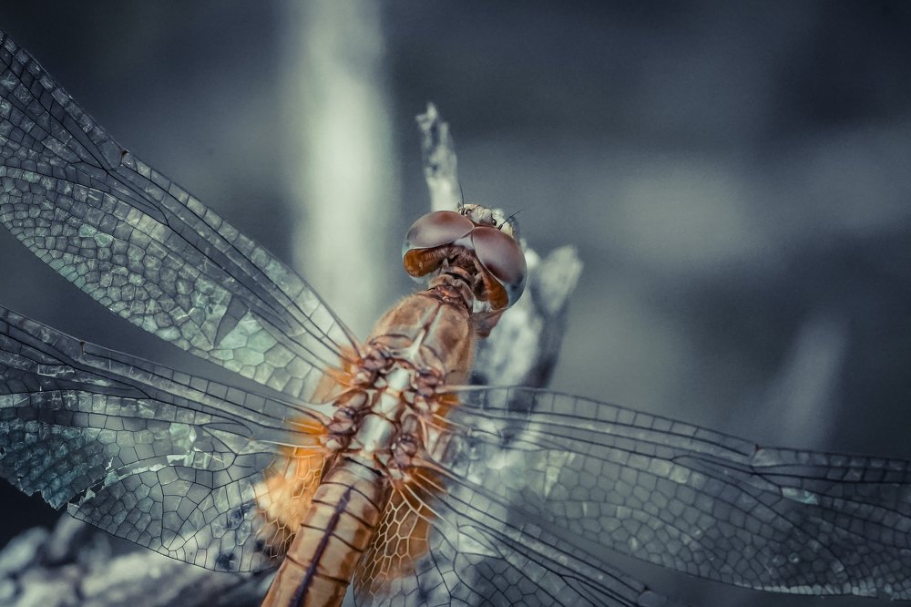 Photograph by Furqan Ali