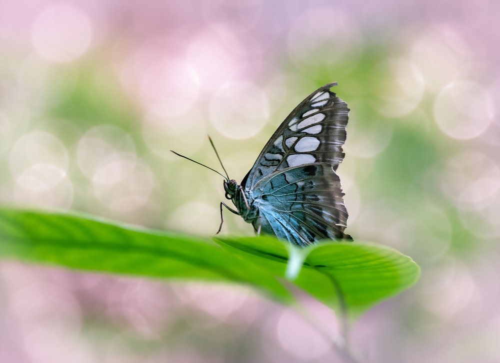 Photograph by Furqan Ali