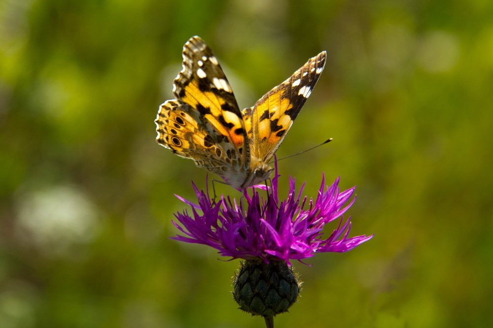 Photograph by Анна-Лаймуте Милошевич