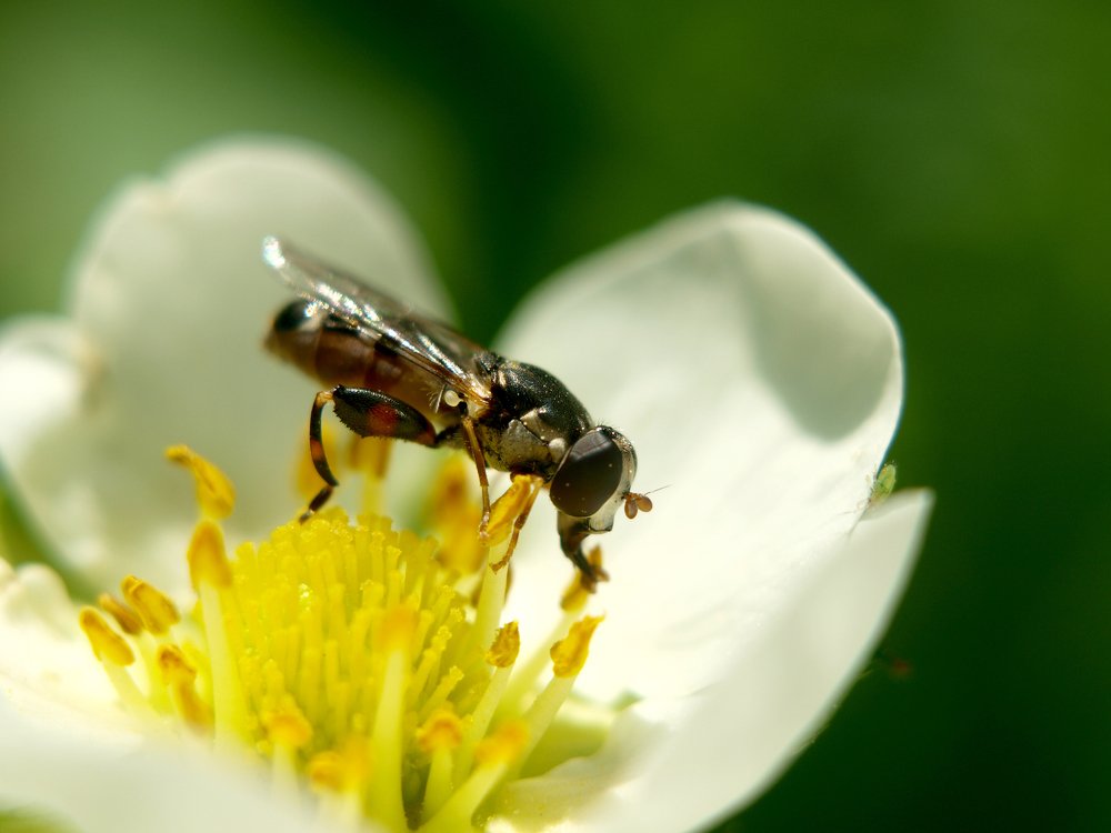 the lover of strawberry pollen