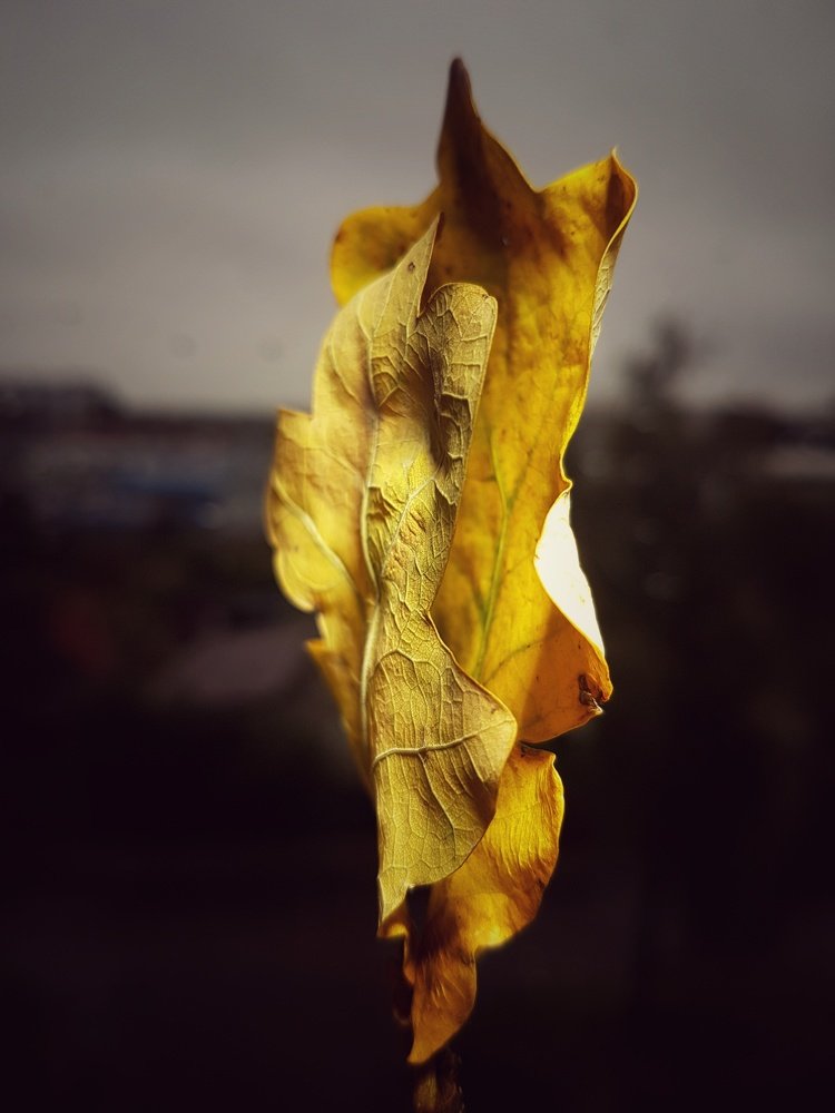 Photograph by 