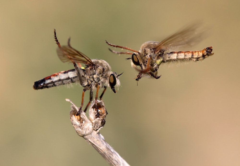 Photograph by Aliakbar Khandan