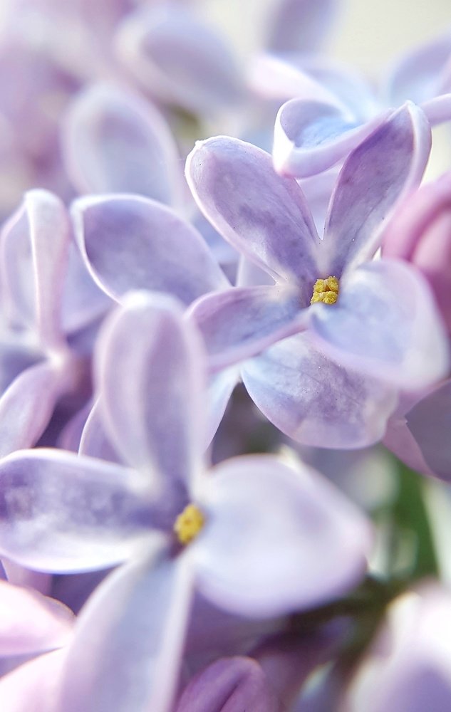 Photograph by Татьяна Пименкова