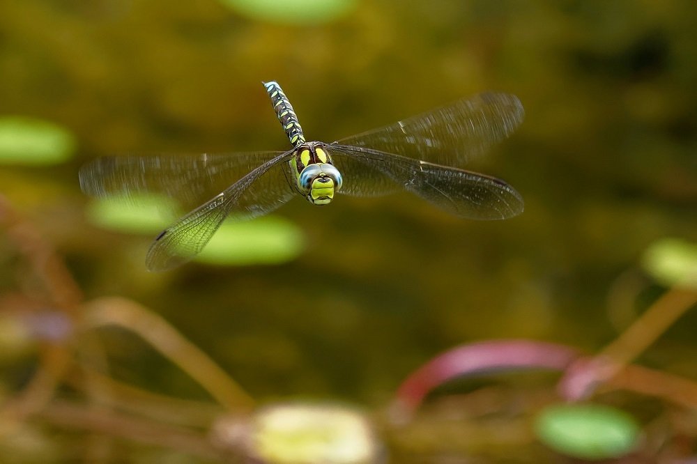 Photograph by zause01