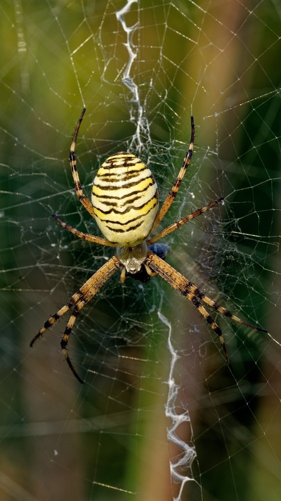 Photograph by zause01