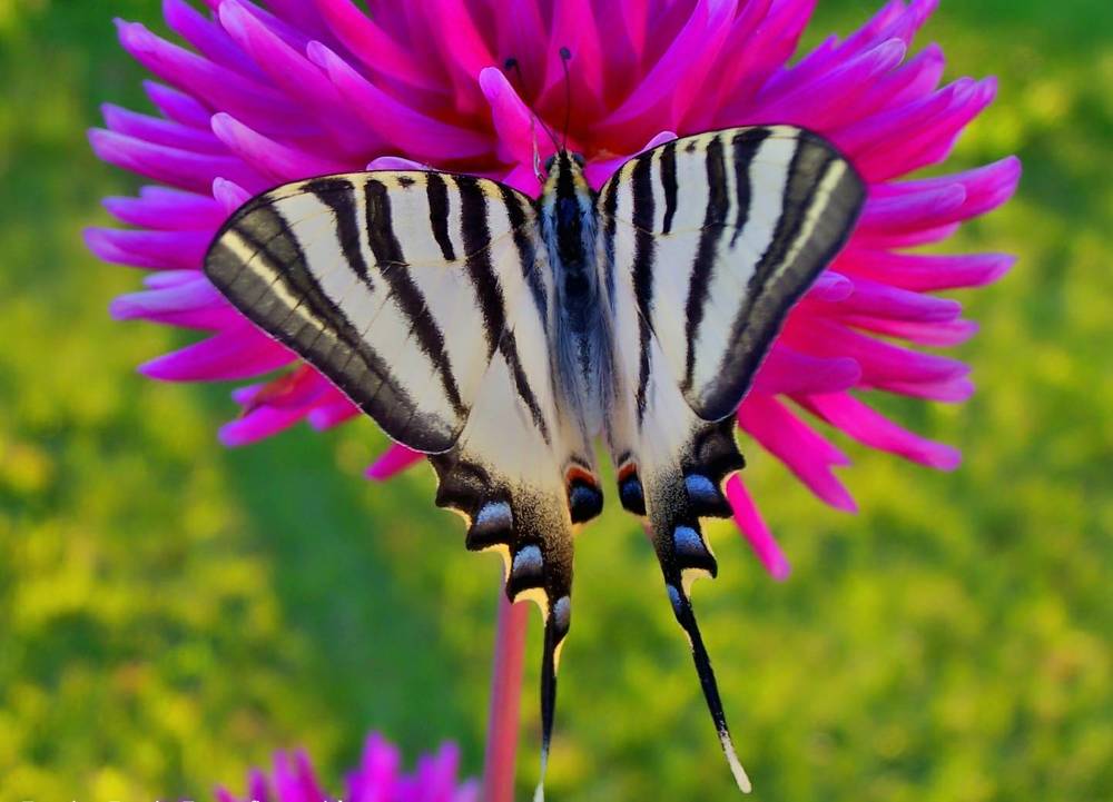 Photograph by Francisco Ferreira