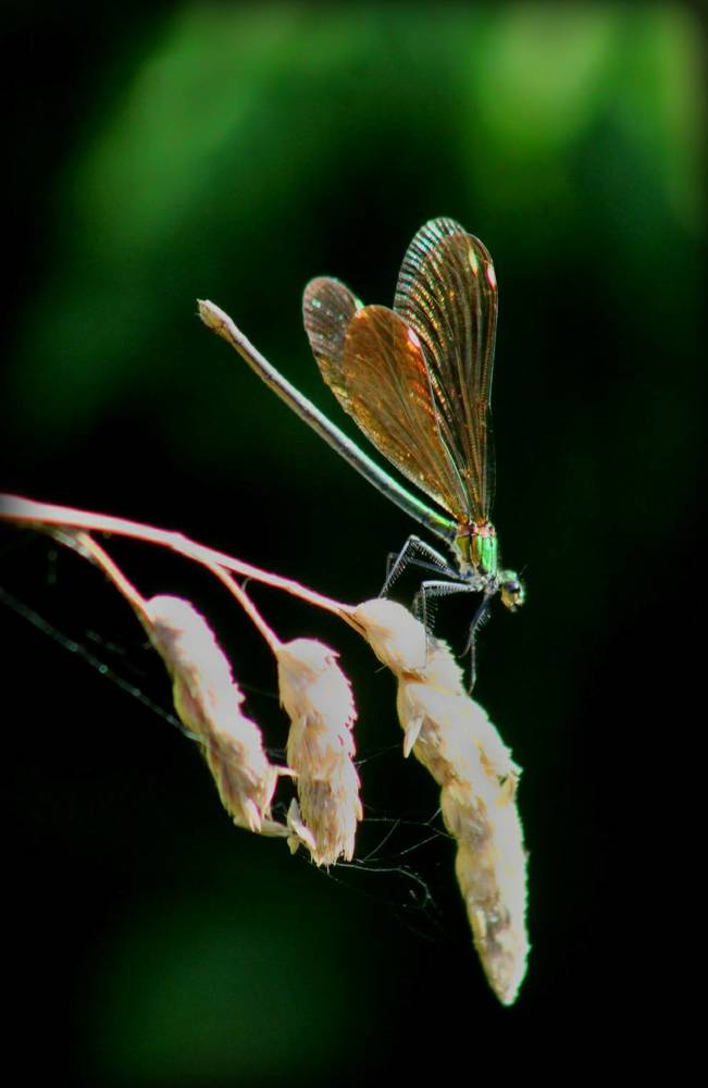 Photograph by Francisco Ferreira