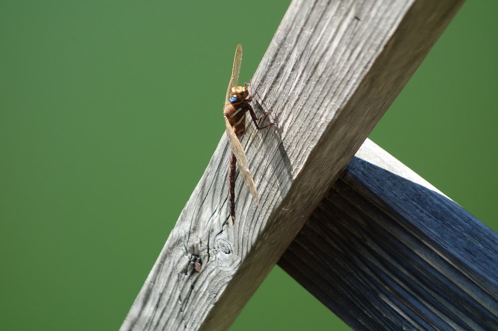 Photograph by Alexei Aedonitsky