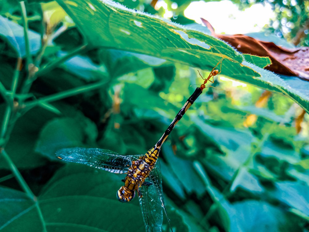 Photograph by Souvik Bhattacharyya