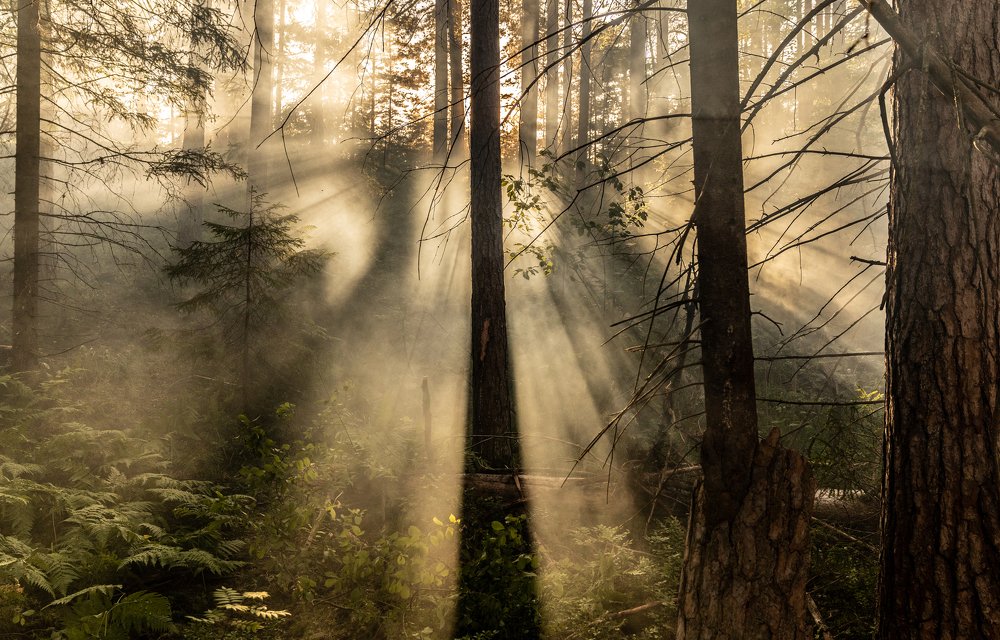 Photograph by Romsha Golos