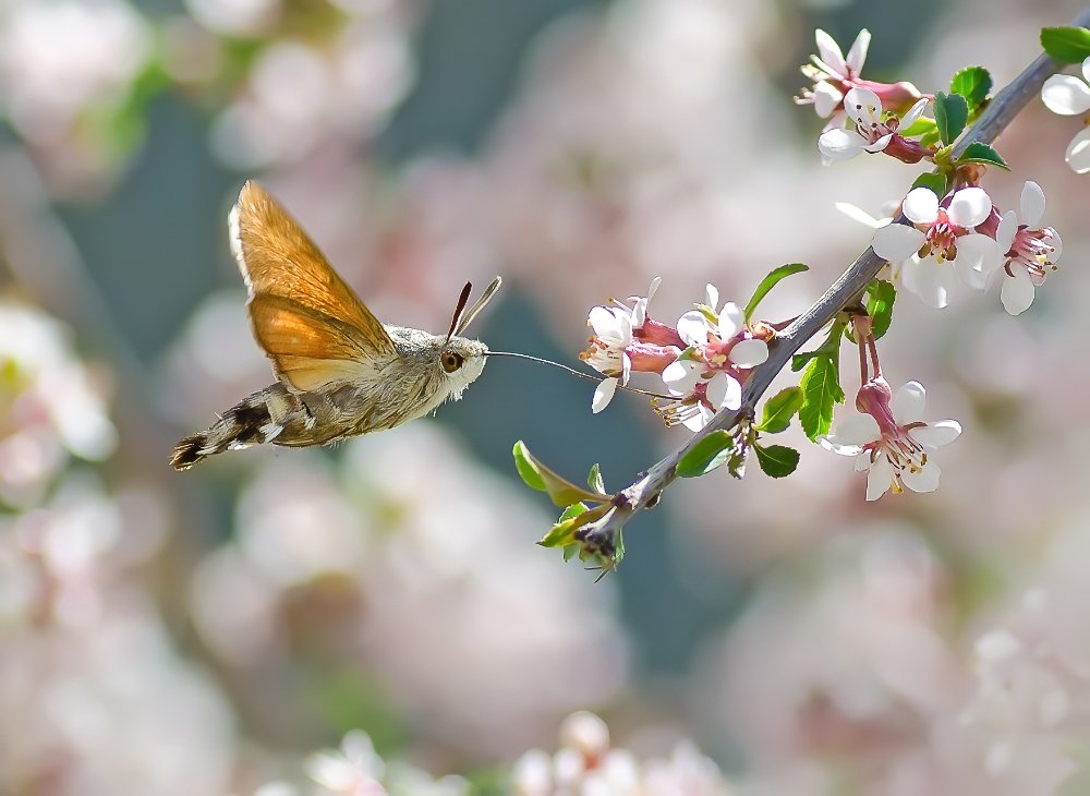 hummingbird hawk moth