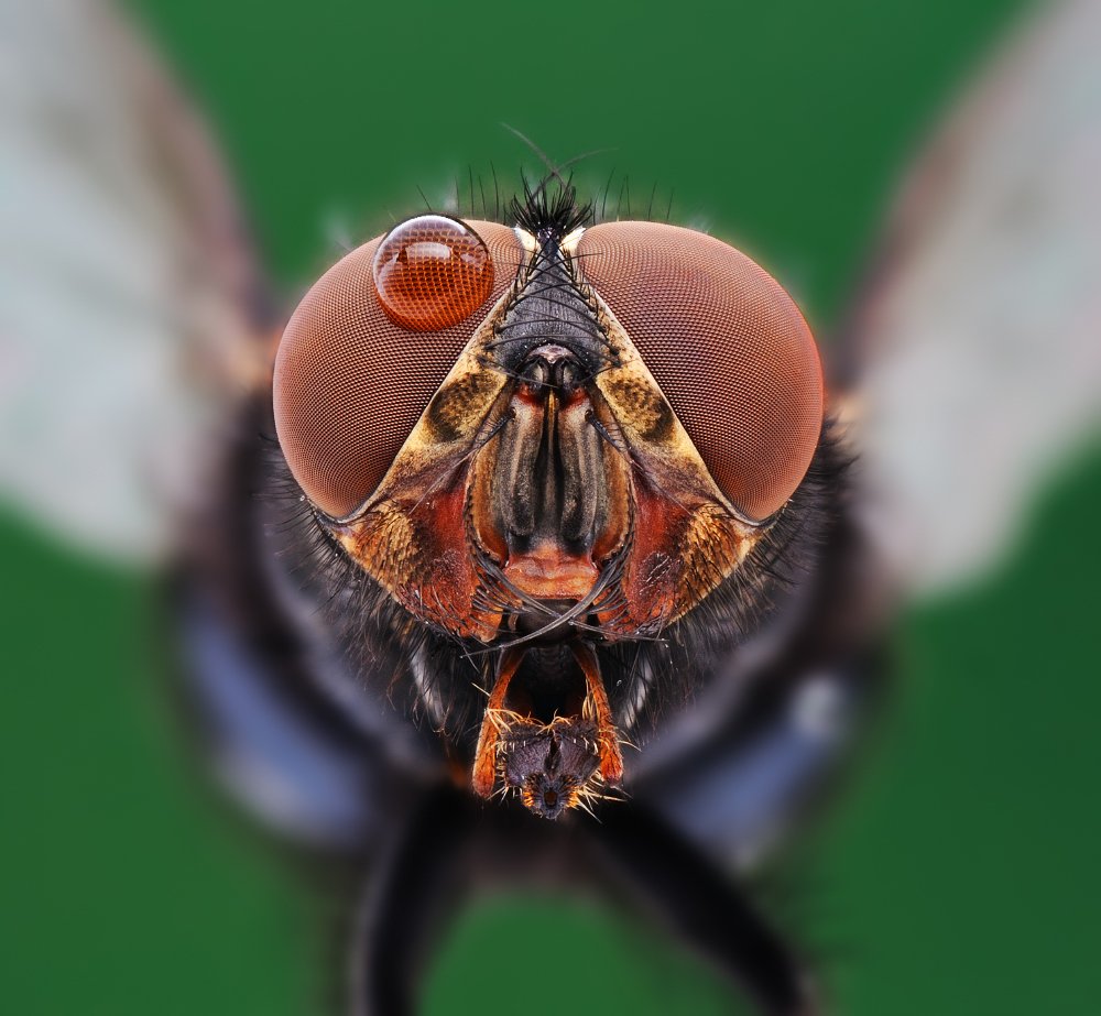 Housefly
