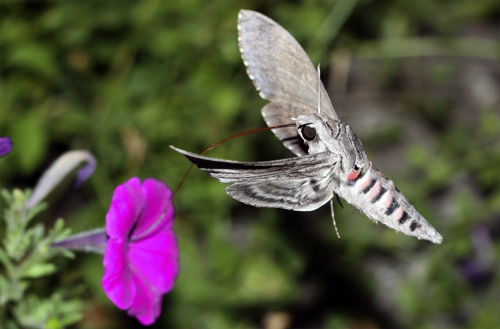 Photograph by Сергей Покладов