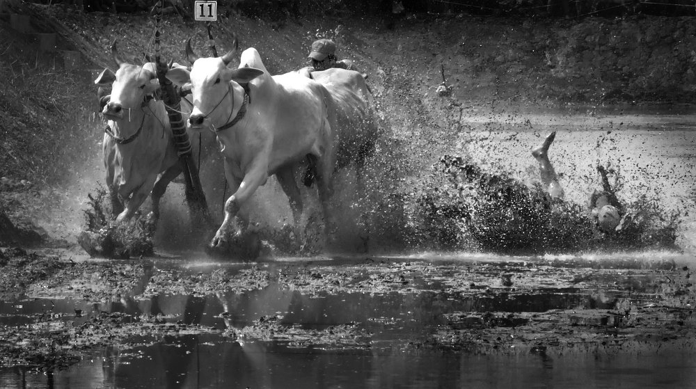 Фотография автора MINH GIẢNG PHẠM