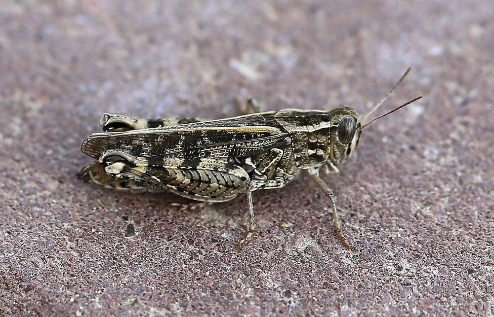 Photograph by Сергей Покладов