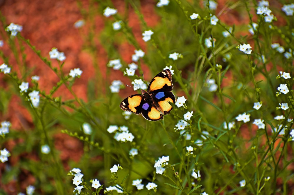 Photograph by Shiva Killamsetty