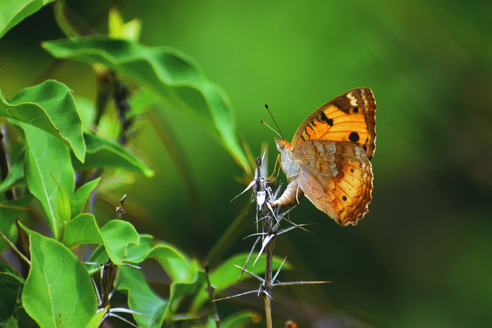 Photograph by Shiva Killamsetty