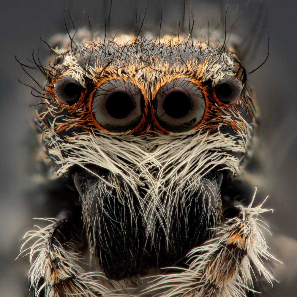 Jumping Spider portrait