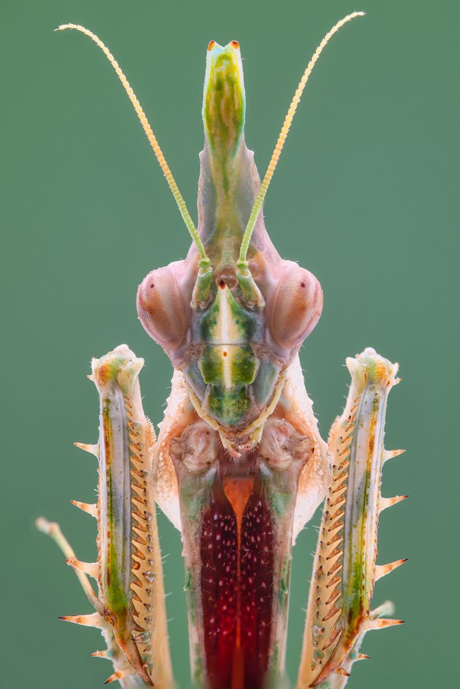 Mantis portrait