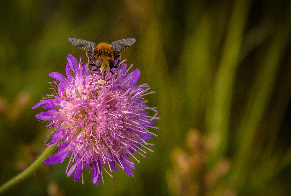 Летчик на цветке