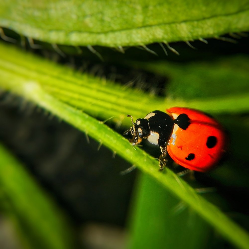 Photograph by Оксана Маракушина