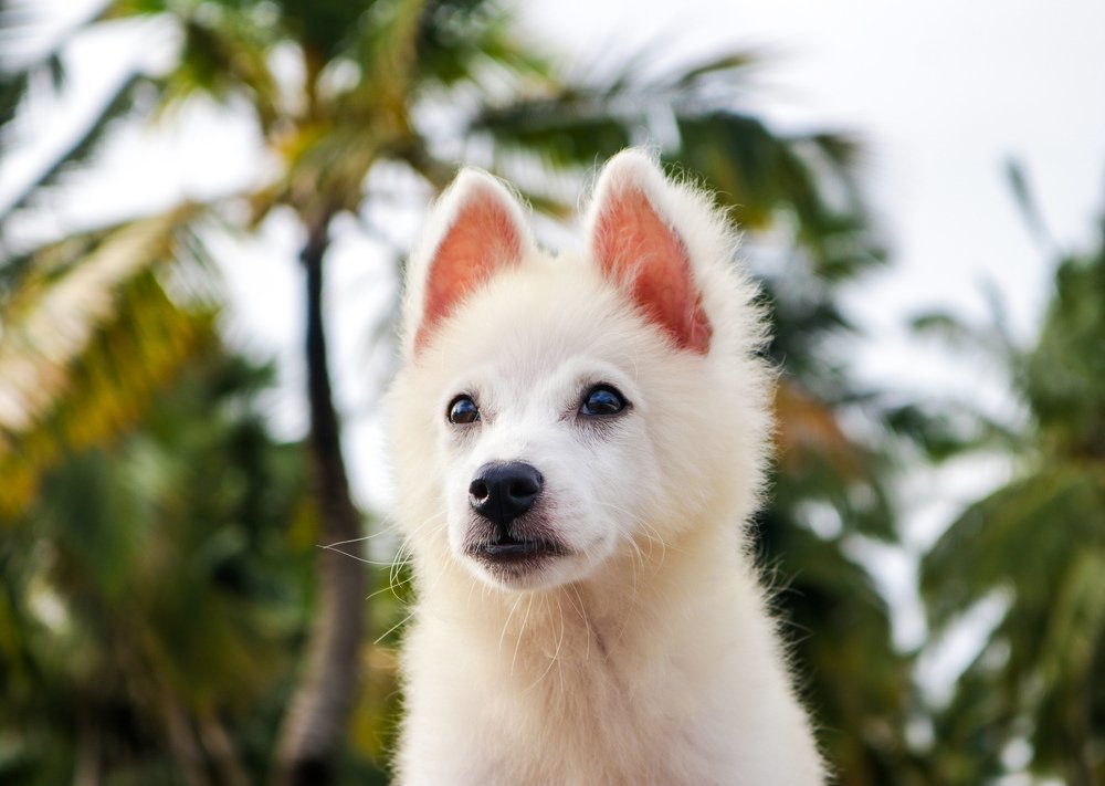 Фотография автора Anantha Rajkumar