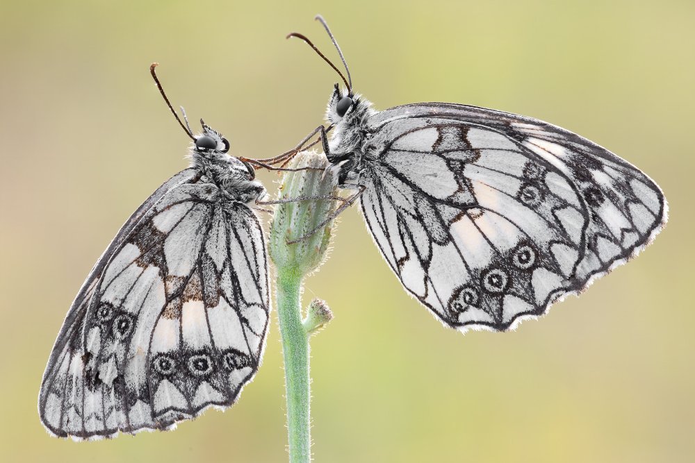 Marbled white butterfly