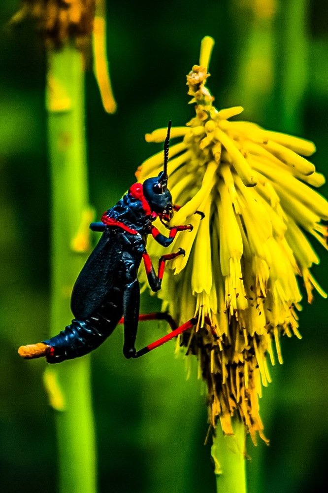 Photograph by MrBoetz Buthelezi