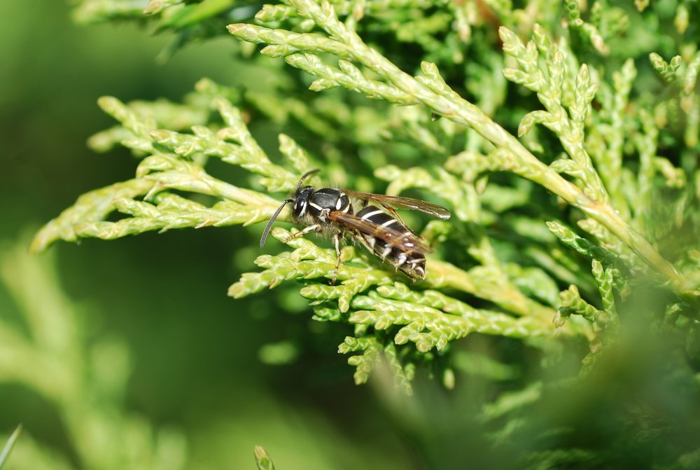 Photograph by Оксана Трофименко