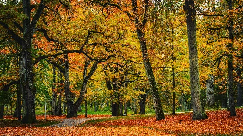 Photograph by Ольга Линк