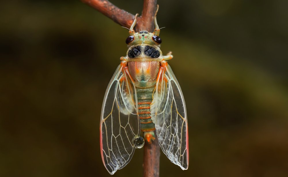 Photograph by Тараненко Анжелика