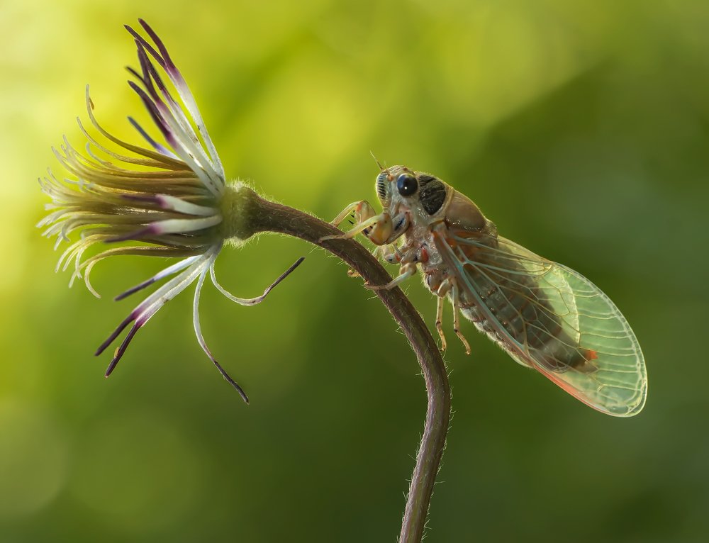 Фотография автора Тараненко Анжелика