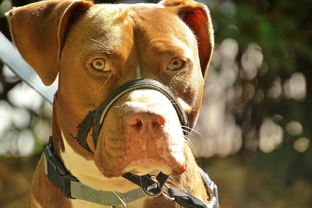 Photograph by Debbie Strauss