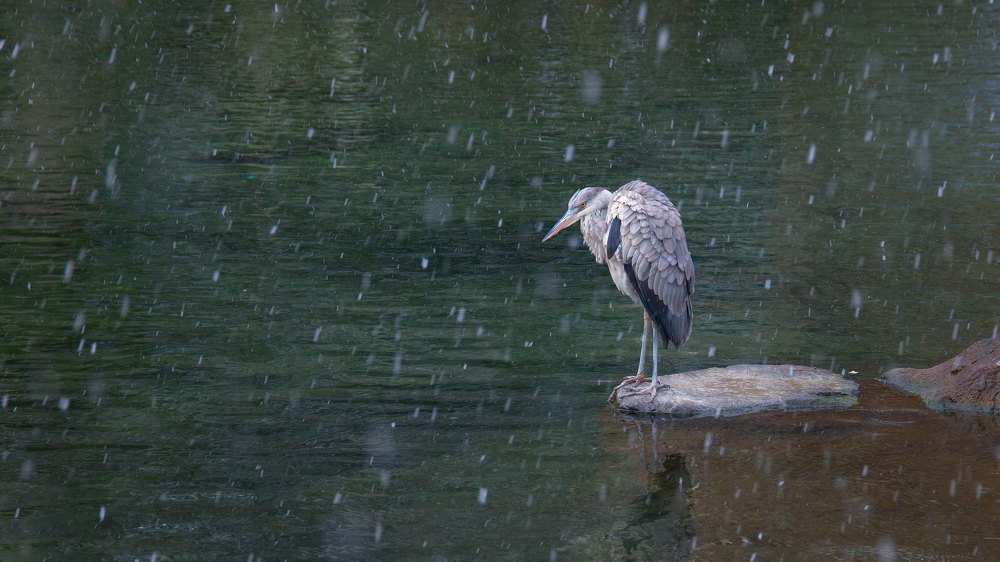 Photograph by Дмитрий Цыпляев