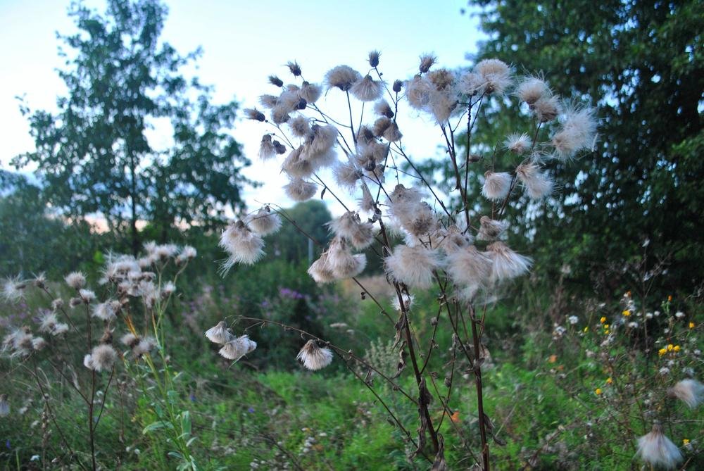 Сентябрьские одуванчики.