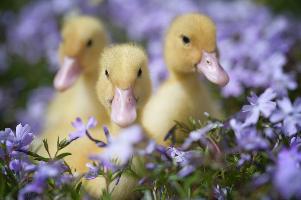 Фотография автора Evgeniya Fedorova