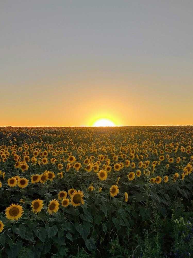 Солнце прячется в подсолнухах!