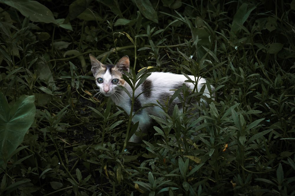 Фотография автора Mushfique Arefin