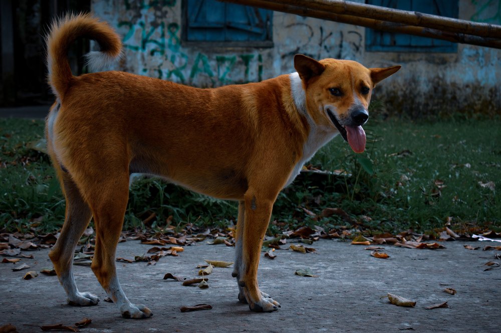 Фотография автора Mushfique Arefin