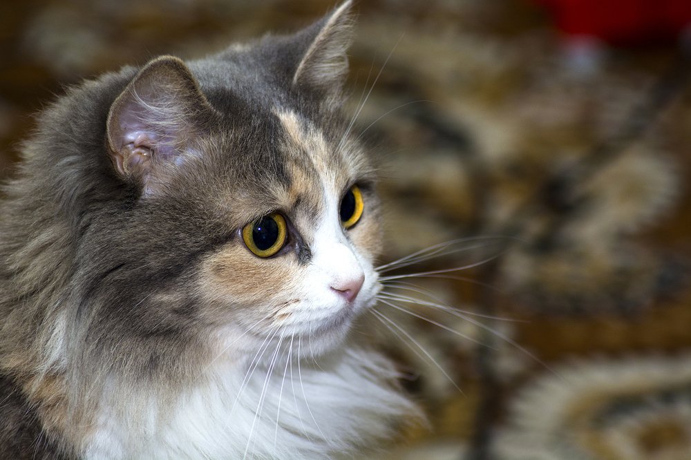 Photograph by Михаил Лавренков