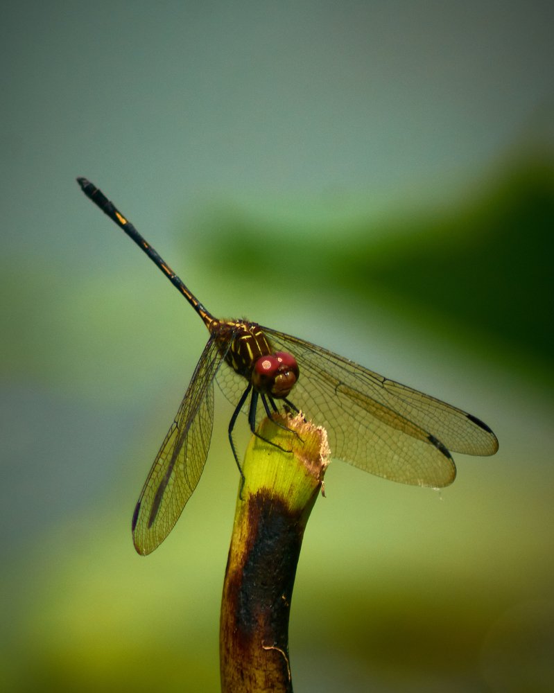 Photograph by Eric Zeballos