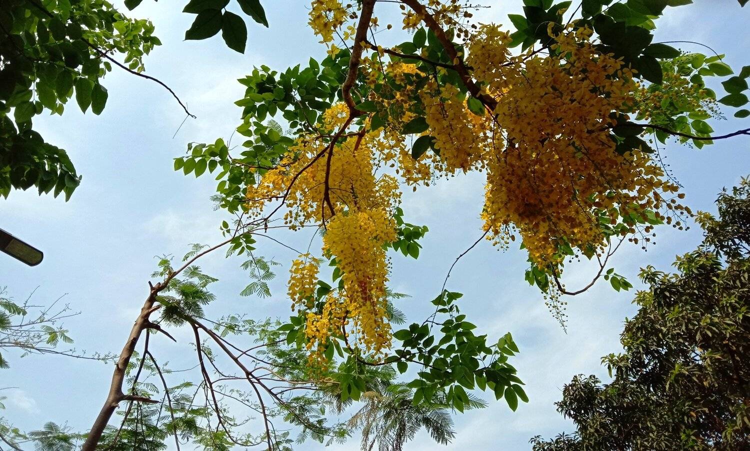 Golden Shower Flower