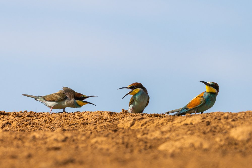 Photograph by Михаил Гнатковский