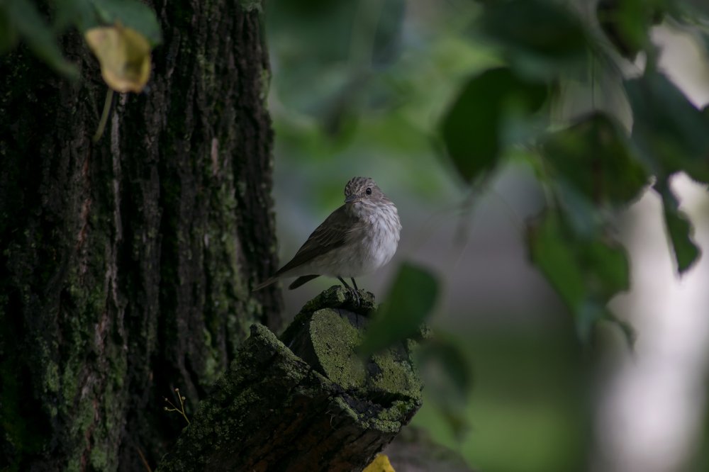 Photograph by Александра Лукашевич