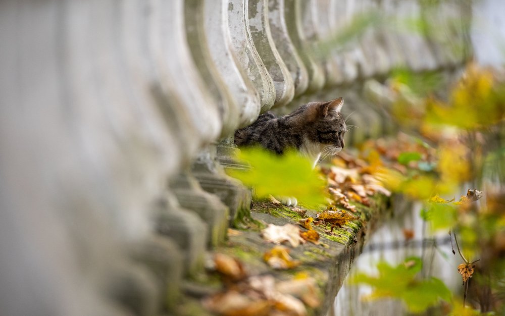 Photograph by Romsha Golos