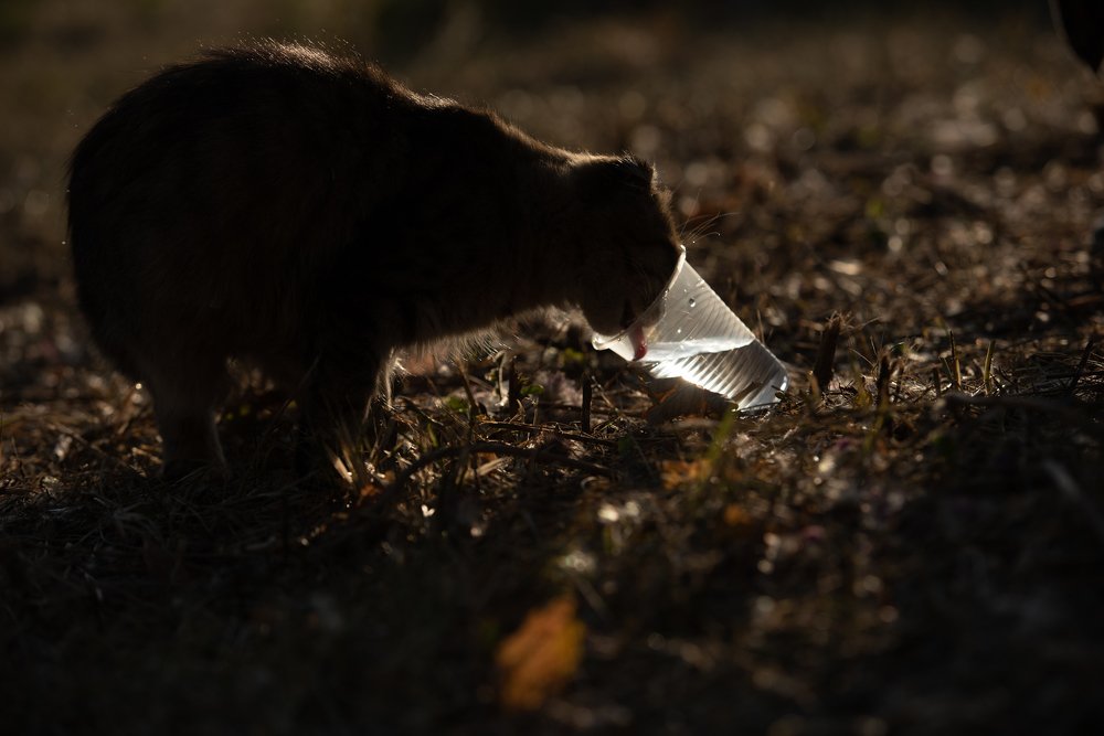 Photograph by Romsha Golos