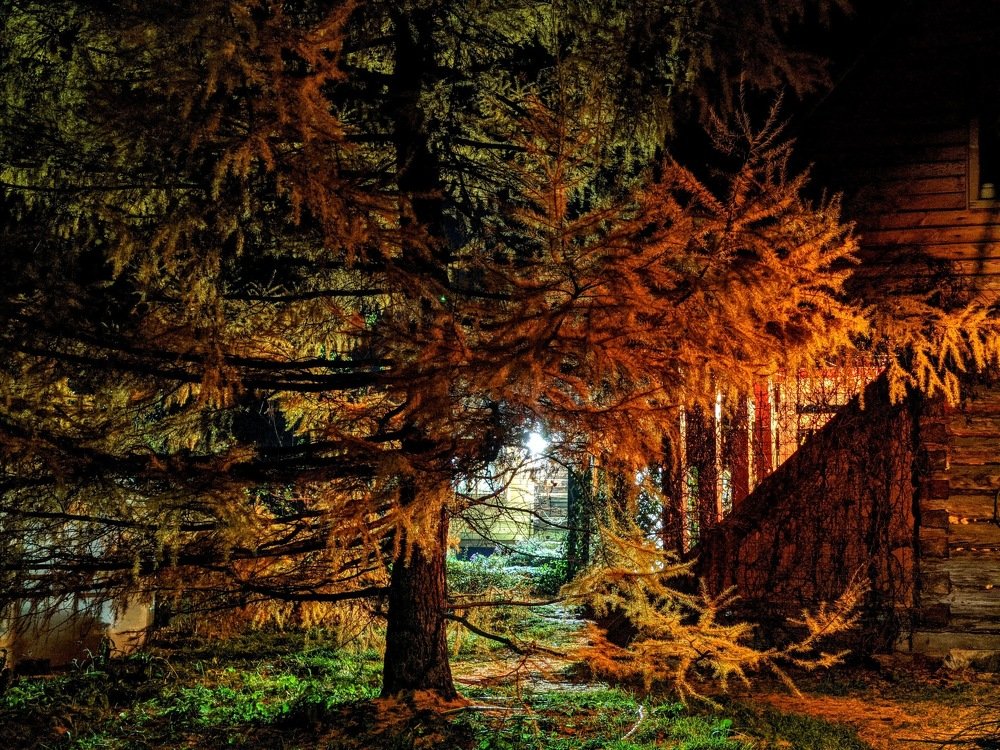 Лиственница в ночном саду