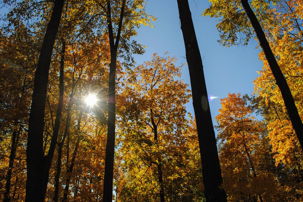 Фотография автора Елена Савельева