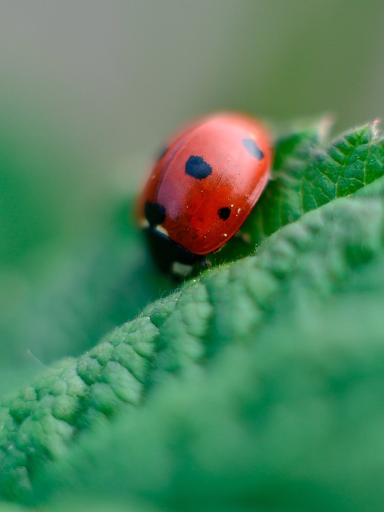 Photograph by Сергей Глухарев