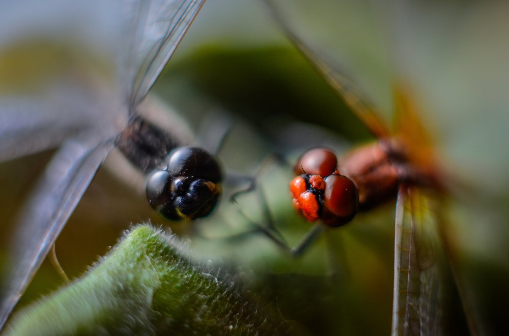 Photograph by Сергей Глухарев